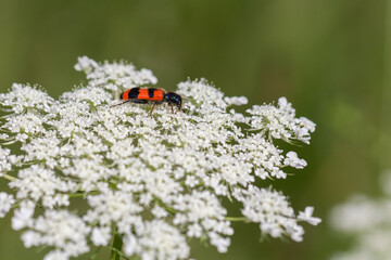 Czarno-czerwony chrząszcz siedzący na białym kwiecie dzikiej marchwi w letnim słońcu – makrofotografia w naturalnym otoczeniu