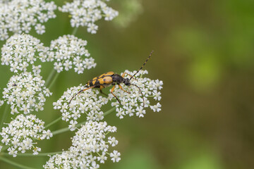 Chrząszcz z długimi czułkami na białym kwiecie dzikiej rośliny w naturalnym środowisku – makrofotografia owada latem