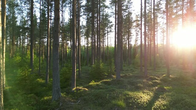Golden sunlight through Scandinavian pine forest at sunset