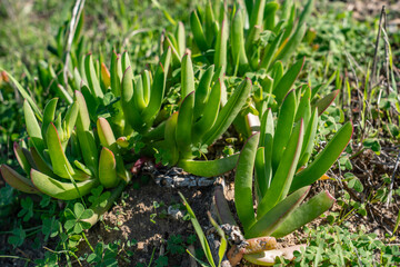 Obraz premium Carpobrotus chilensis is a species of edible succulent plant known by the common name sea fig. Kenneth Hahn State Recreation Area, Baldwin Hills Mountains of Los Angeles, California. 