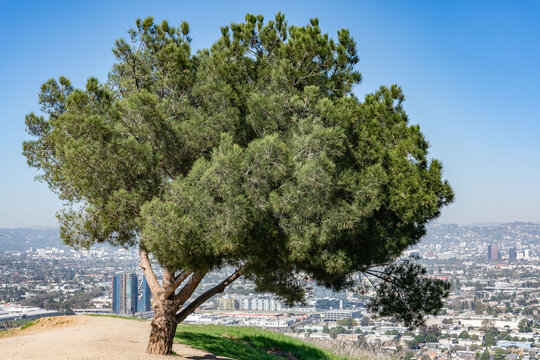 Pinus halepensis, commonly known as the Aleppo pine, also known as the Jerusalem pine. Kenneth Hahn State Recreation Area, Baldwin Hills Mountains of Los Angeles, California.	
