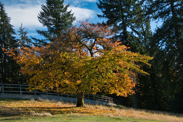 An autumn view of a tree on the hill.  Burnaby BC Canada
