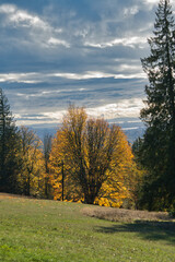 Fototapeta premium An autumn view of a tree on the hill. Burnaby BC Canada 