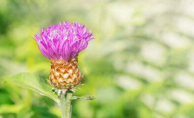 A purple flower with a thorny base stands out against the blurred green foliage.