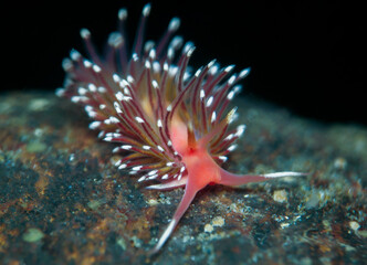 Aeolid nudibranch Facelina bostoniensis from Norway