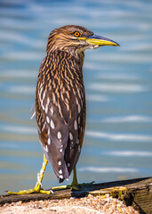 Black-crowned Night Heron standing next to a pool of water