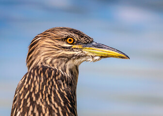 Portrait of a Black-crowned Night Heron at Resoft Park in Alvin, Texas