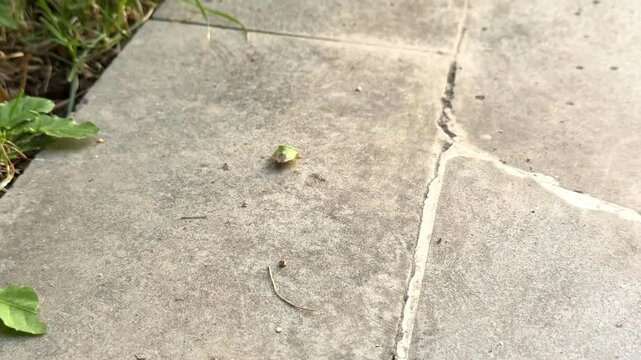 Green shield bug Palomena prasina, small beetle on concrete next to pink leaf. beetles, leaves Stictocephala bisonia Hemiptera. high quality