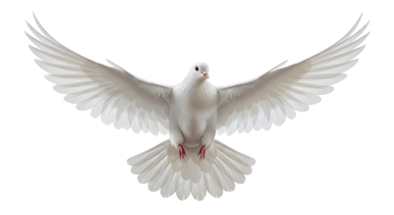 White dove flying with open wings isolated on white