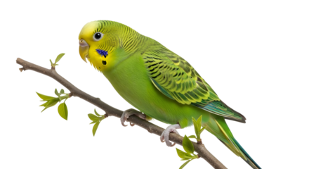Green budgie perched on a branch isolated on white background