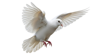 Obraz premium White dove in flight isolated on white background