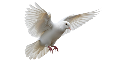 White dove in flight isolated on white background