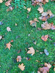 autumn leaves background