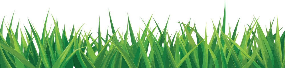 Vibrant green grass blades with varying heights and shades creating a lush, natural border element isolated on a plain white background for design