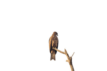 eagle sitting on dead tree branch on white background PNG