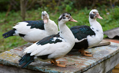 Adult ducks of musk breed (Cairina moschata)