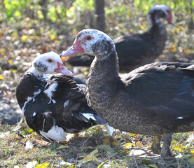 Adult ducks of musk breed (Cairina moschata)