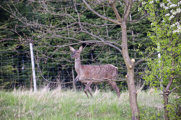 Przedwiośnie, popołudniowe godziny , łanie jelenia europejskiego (Cervus elaphus elaphus) w zmienionym swoim futrze. Myśliwi nazywają to wiosenną zmianą sukni.