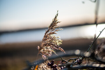 A serene nature photograph capturing a dry reed and a thorny branch in soft evening light, creating a calm and poetic atmosphere.