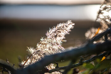 A serene nature photograph capturing a dry reed and a thorny branch in soft evening light, creating a calm and poetic atmosphere.