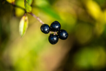 A close-up photograph of black berries on a slender branch with green leaves, captured in natural daylight and soft blurred background.