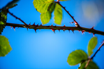 A sharp close-up photograph of a thorny plant stem with green leaves, captured against a bright blue sky, emphasizing natural contrast and texture.