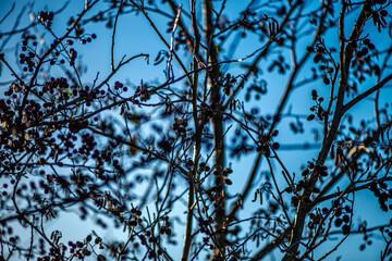 A vibrant close-up photograph of a golden larch branch with small cones, beautifully illuminated by sunlight against a clear blue sky.