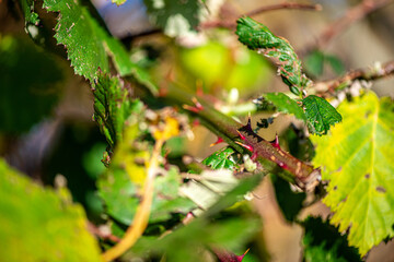 A sharp close-up photograph of a thorny plant stem with green leaves, captured against a bright blue sky, emphasizing natural contrast and texture.
