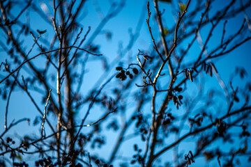A vibrant close-up photograph of a golden larch branch with small cones, beautifully illuminated by sunlight against a clear blue sky.