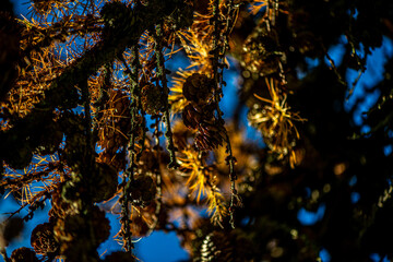 A vibrant close-up photograph of a golden larch branch with small cones, beautifully illuminated by sunlight against a clear blue sky.
