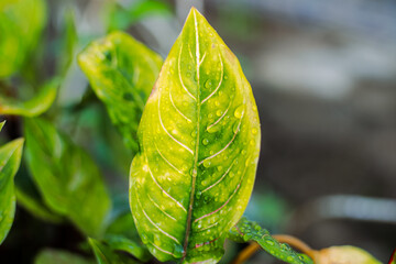 Aglaonema leaf with water droplets showcasing vibrant colors and intricate veins