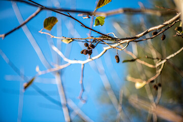 A vibrant close-up photograph of a golden larch branch with small cones, beautifully illuminated by sunlight against a clear blue sky.
