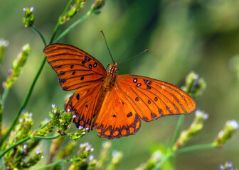 Gulf Fritillary flying in Brazilian Vervain along the Shadow Creek Ranch Nature Trail in Pearland, Texas
