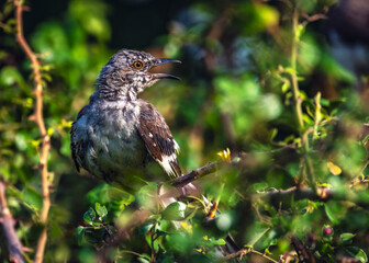 A ruffled and noisy Northern Mockingbird along the nature trail in Pearland, Texas