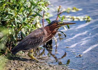 Green Heron by Clear Creek in Pearland, Texas looking for a meal