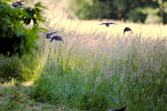 Początek czerwca, w pierwszych promieniach słońca młode Szpaki zwyczajne  (Sturnus vulgaris)zbierają się w małe rodzinne stadka i razem zdobywają pożywienie.
Wczesne godziny poranne na łące to gra św