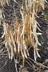 Ripe pods ripen on the bean stalk