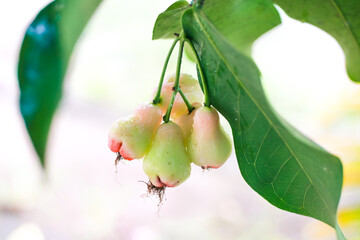 Close-up of water apples hanging from a branch with green leaves creating a vibrant tropical scene