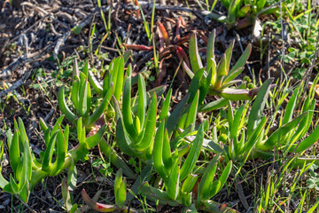 Carpobrotus chilensis is a species of edible succulent plant known by the common name sea fig. Kenneth Hahn State Recreation Area, Baldwin Hills Mountains of Los Angeles, California.