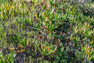 Carpobrotus chilensis is a species of edible succulent plant known by the common name sea fig. Kenneth Hahn State Recreation Area, Baldwin Hills Mountains of Los Angeles, California.