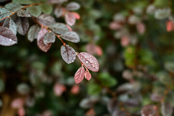 Close-up of creeping wire vine leaves with raindrops after rainfall in the garden