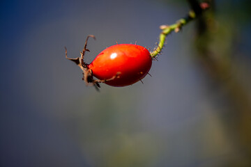 A detailed macro photograph of a single red berry hanging from a thin twig, beautifully highlighted by a soft blurred background that emphasizes its natural color and texture.