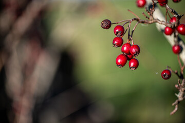 A detailed macro photograph of a single red berry hanging on a thin twig, with a soft blurred background highlighting its natural color and texture.