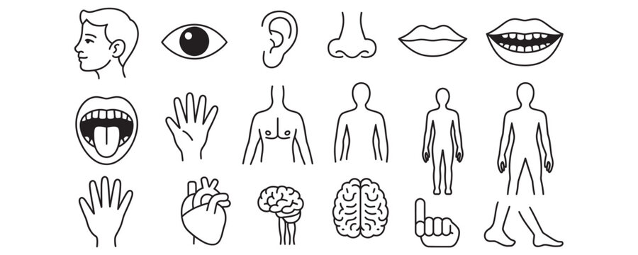 Detailed anatomical illustrations of human body parts ideal for medical studies, educational resources, and health guides in black and white style