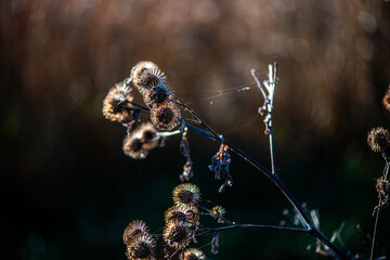 A minimalistic nature photograph of dried thistle flowers silhouetted against a clear blue sky, illuminated by soft natural sunlight.