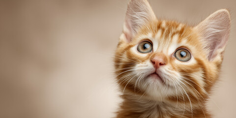 Obraz premium Close-up portrait of an adorable orange kitten looking up with wide, curious eyes