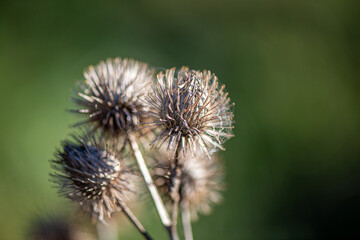 A minimalistic nature photograph of dried thistle flowers silhouetted against a clear blue sky, illuminated by soft natural sunlight.