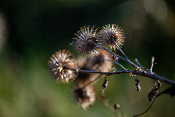 A minimalistic nature photograph of dried thistle flowers silhouetted against a clear blue sky, illuminated by soft natural sunlight.