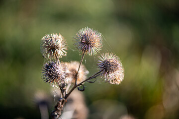 A minimalistic nature photograph of dried thistle flowers silhouetted against a clear blue sky, illuminated by soft natural sunlight.