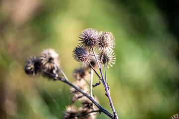 A minimalistic nature photograph of dried thistle flowers silhouetted against a clear blue sky, illuminated by soft natural sunlight.
